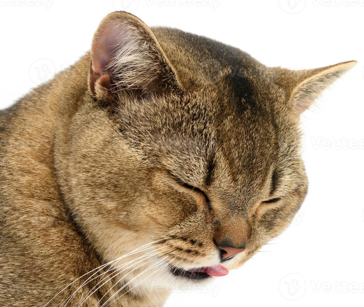 cat animal with closed eyes stuck out its tongue, funny laughing muzzle photo