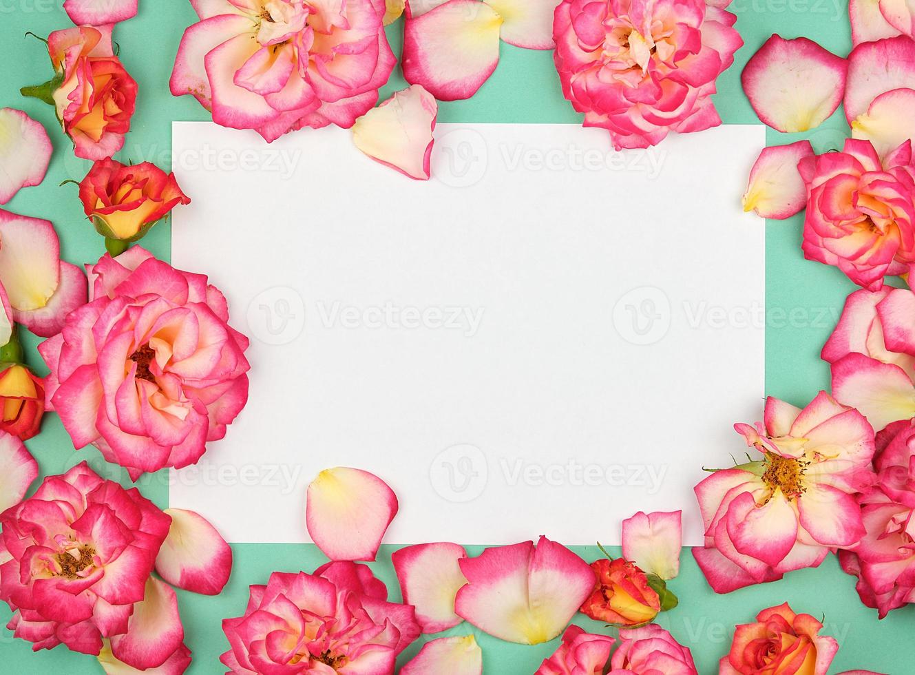 white paper sheet and buds of pink roses photo