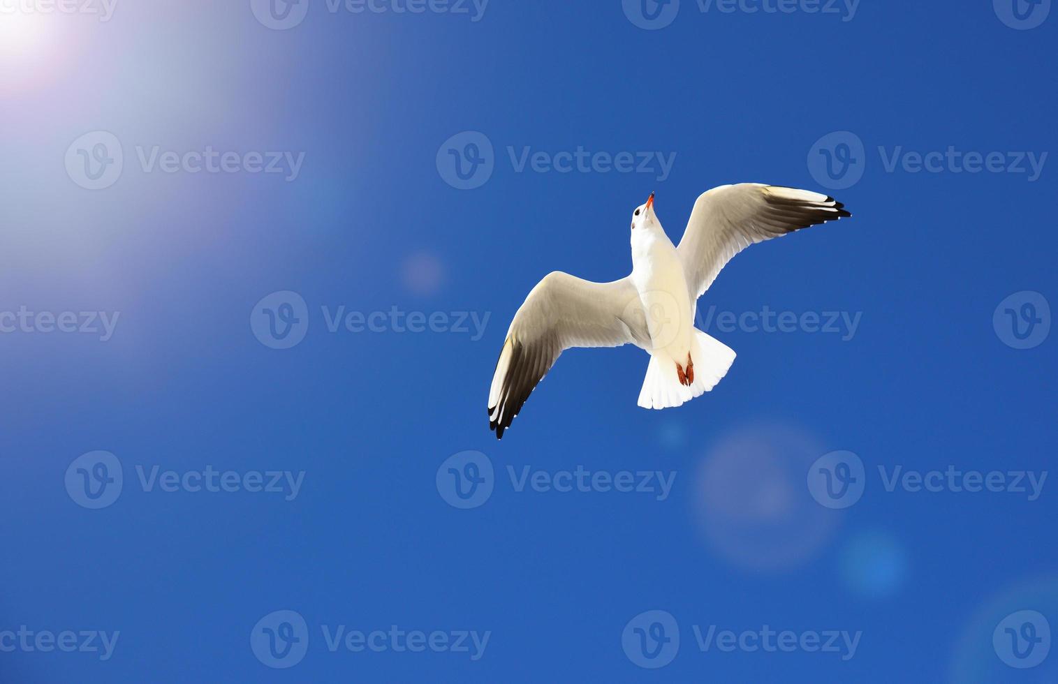 white sea gull flies in the sky photo