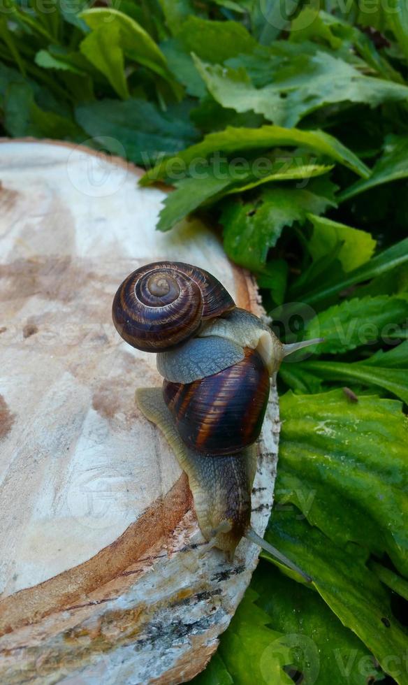 Two snails on each other crawling on hemp photo