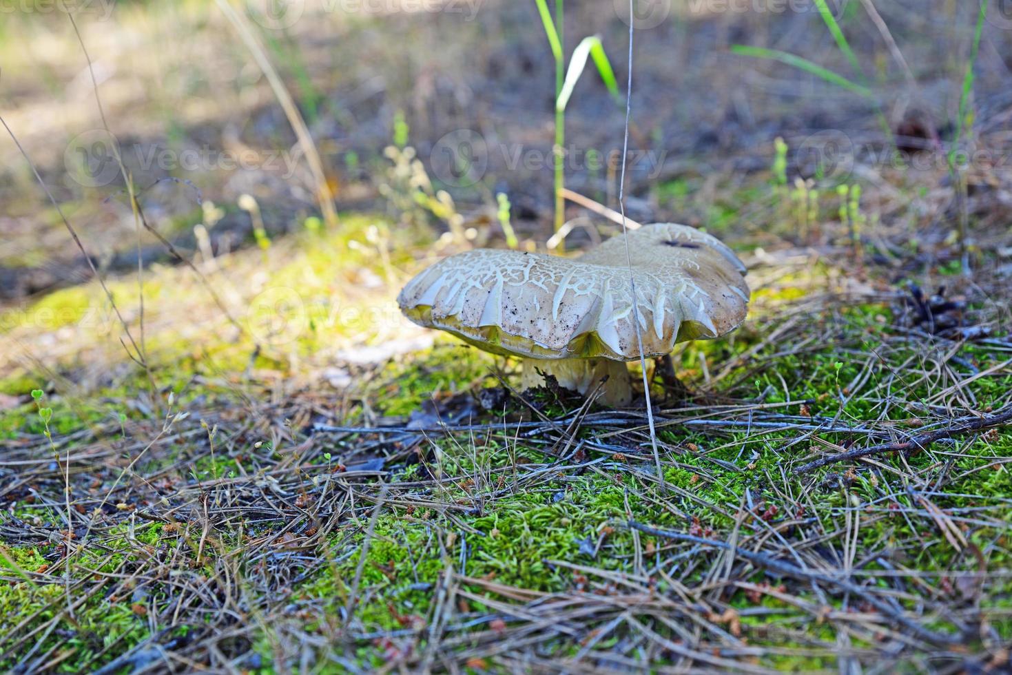 White mushroom in the forest among green moss photo