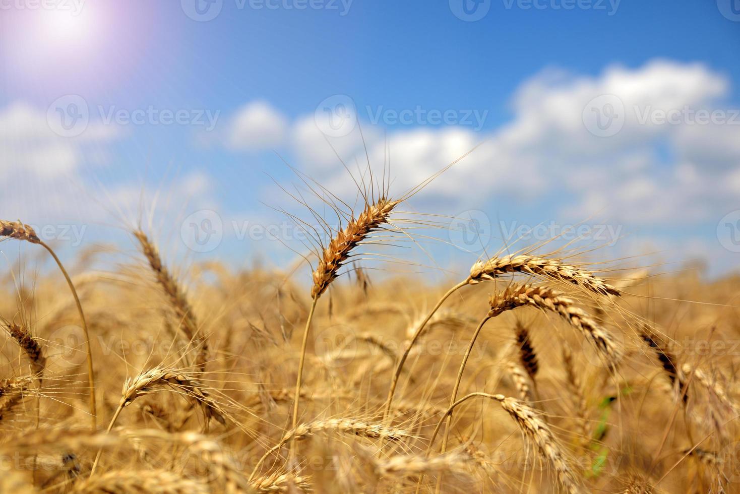 Ears of ripe yellow wheat photo