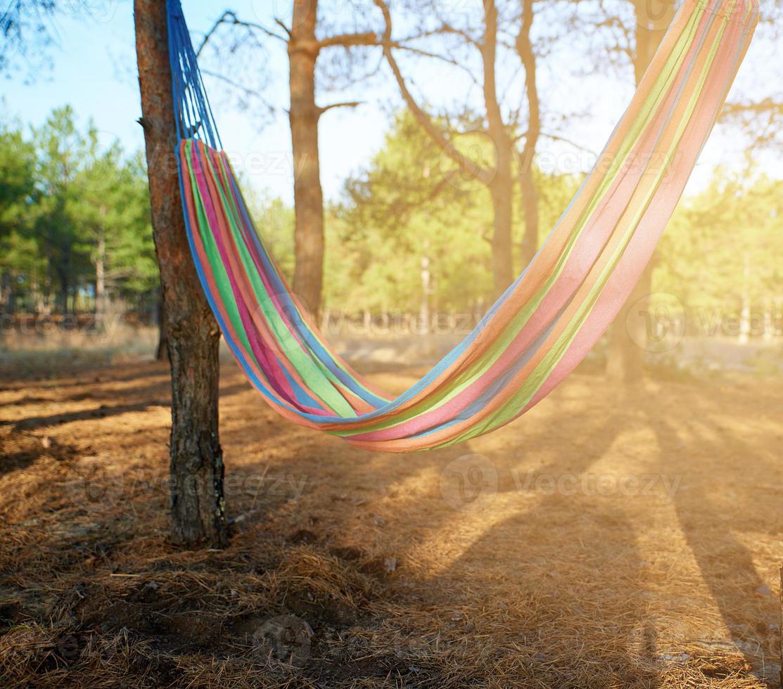 textile hammock hanging between two pines in the forest photo