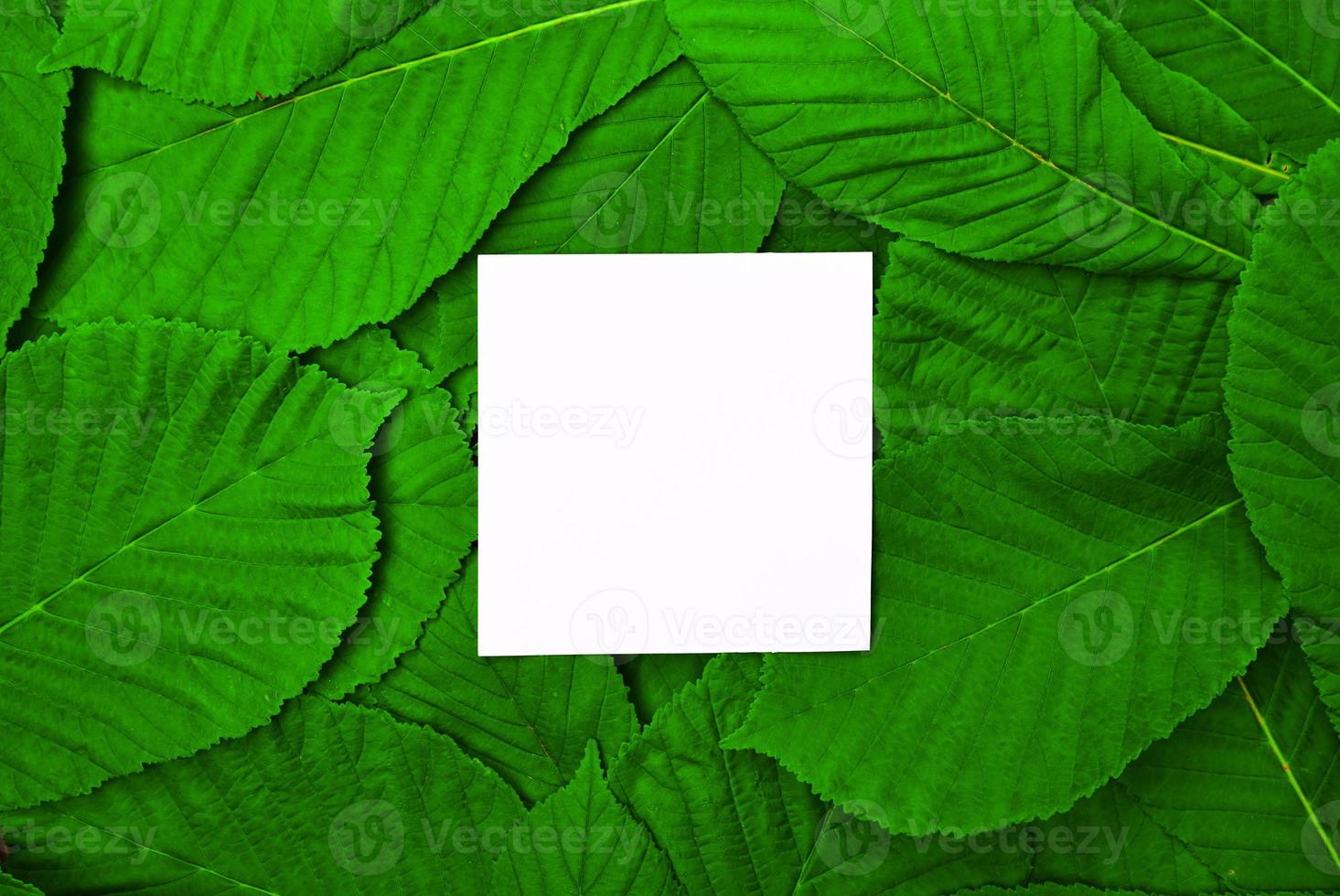 White empty leaf among green leaves of chestnut photo