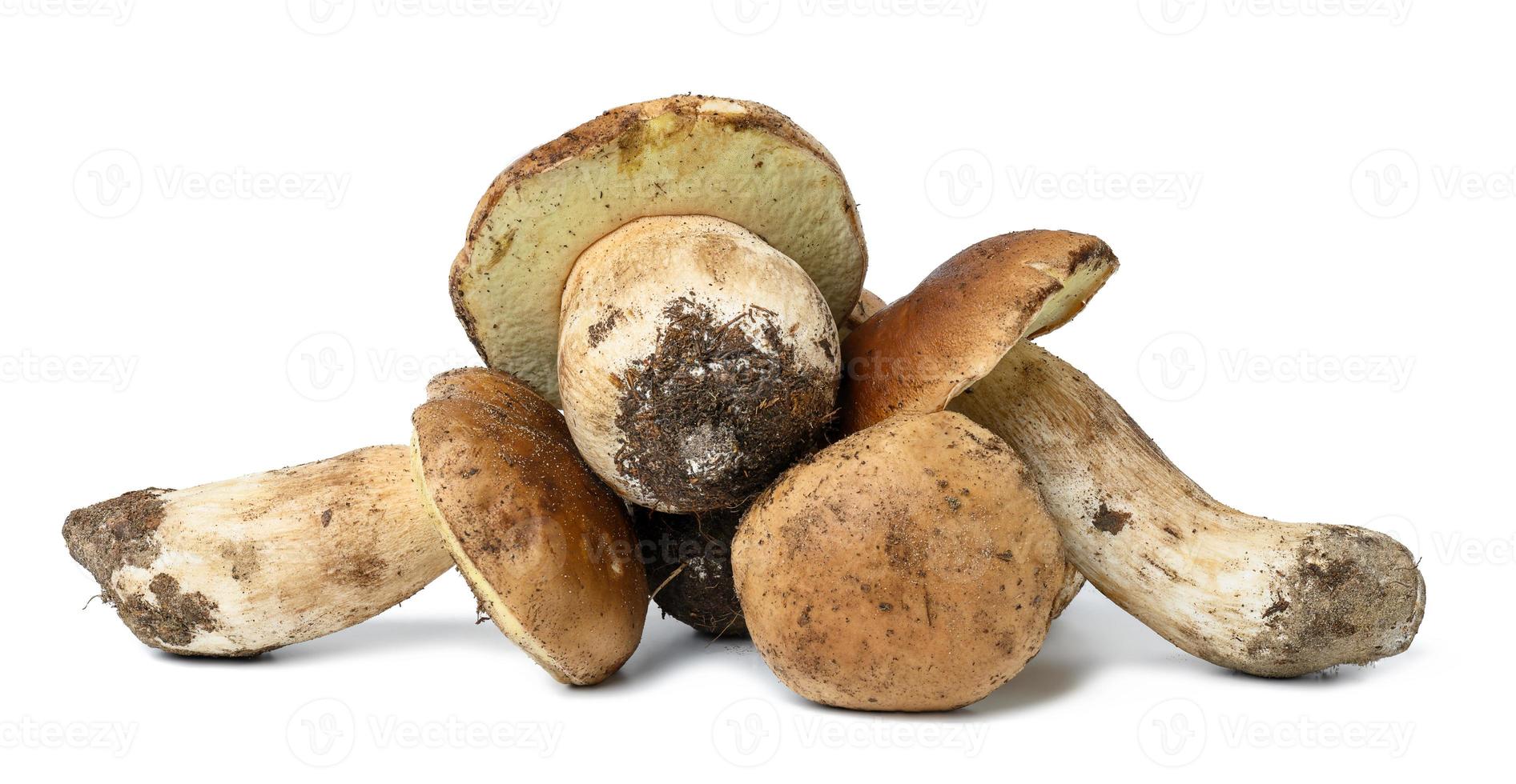 Fresh forest white mushroom with root isolated on a white background photo