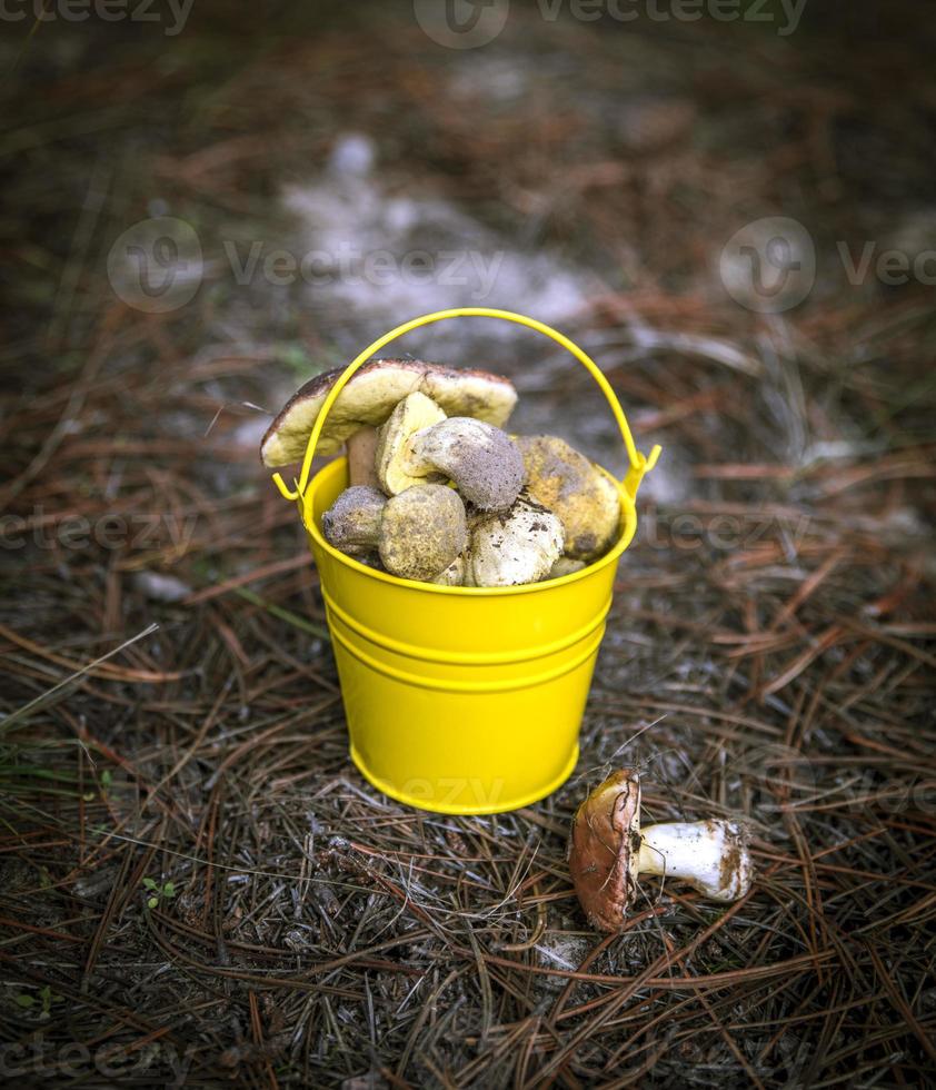 edible wild mushrooms in a yellow bucket photo