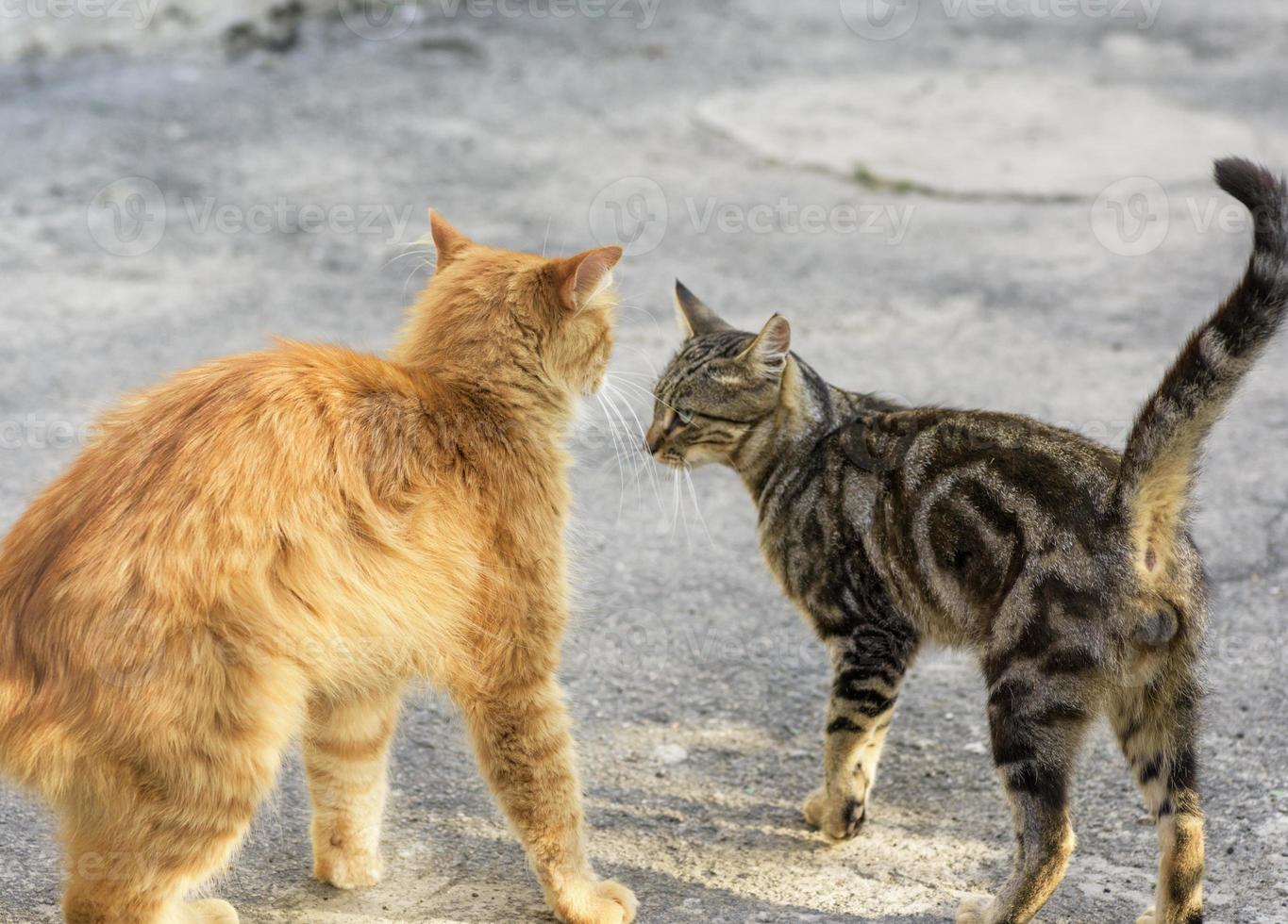 two young red and striped cat standing opposite each other photo