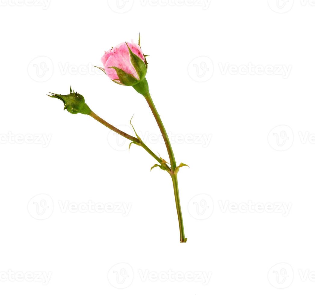 bud of a blooming pink rose on a white background photo