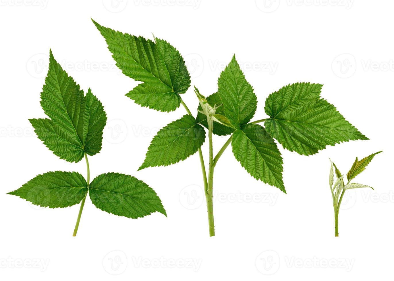 conjunto de ramas de ramitas de frambuesa con hojas verdes en desarrollo foto