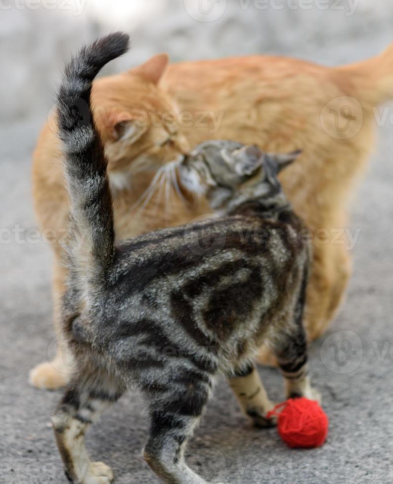 two young red and striped cat standing opposite each other photo