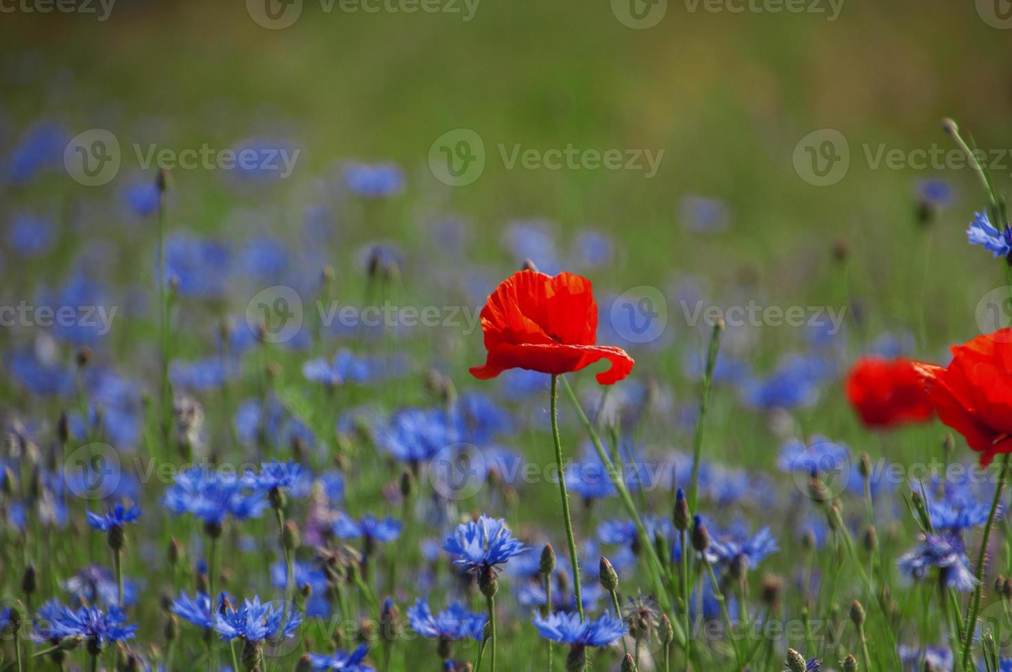 Field with blue flowers with cornflowers and red poppy, summer day photo