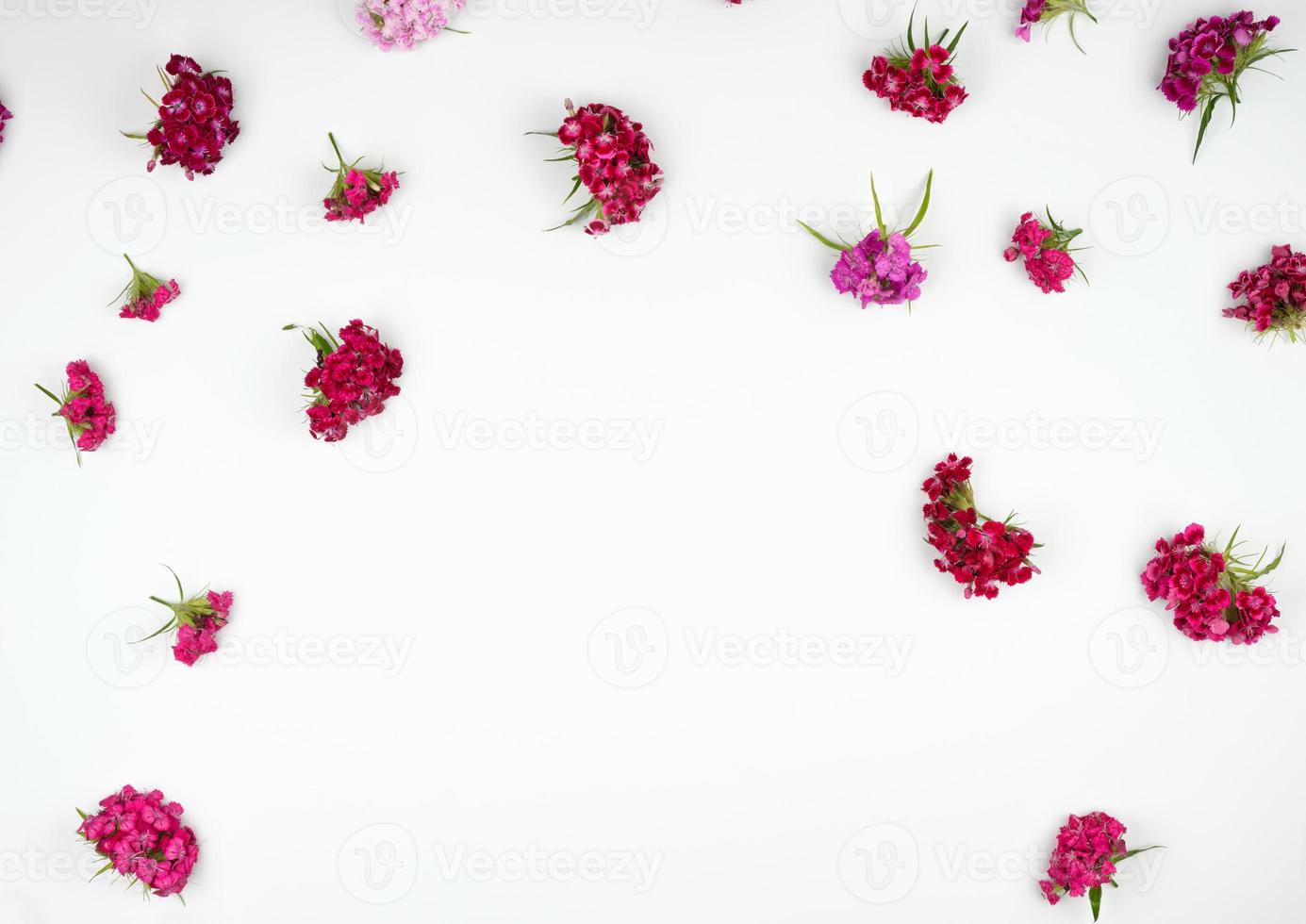 Buds blooming Turkish carnations Dianthus barbatus photo