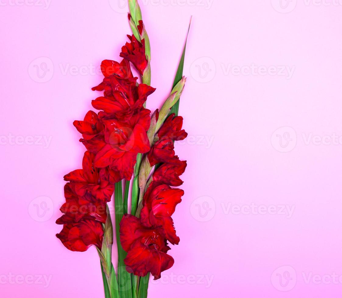 bouquet of red gladiolus photo