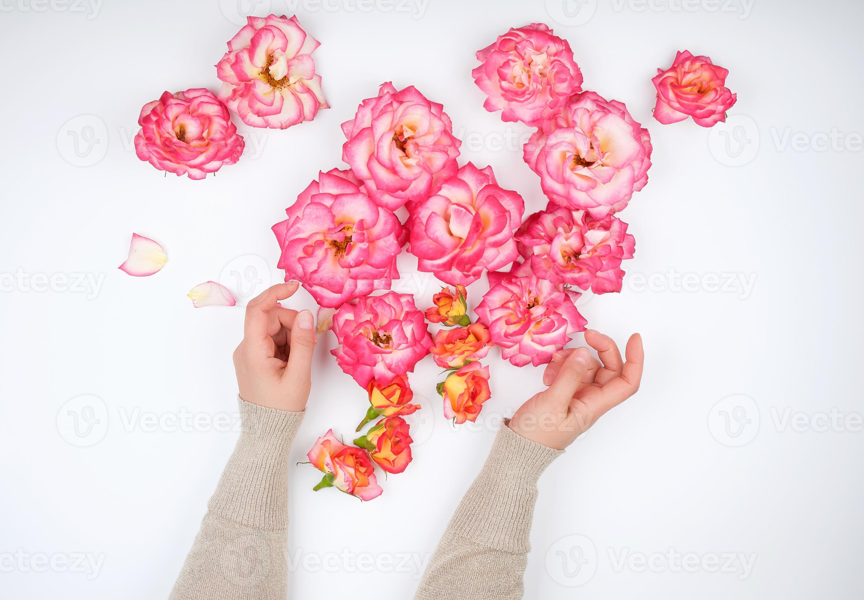 Pink roses petals in bowl with towels and pure water over white