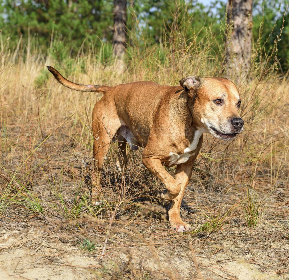 edhead American pit bulls photo