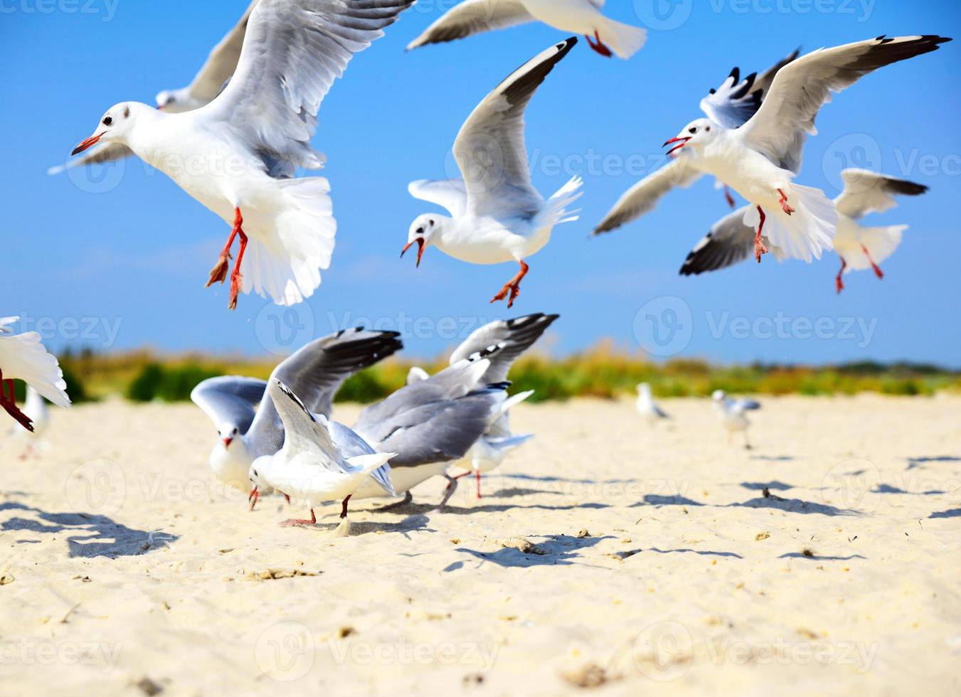 flock of sea gulls flying over a sandy beach photo