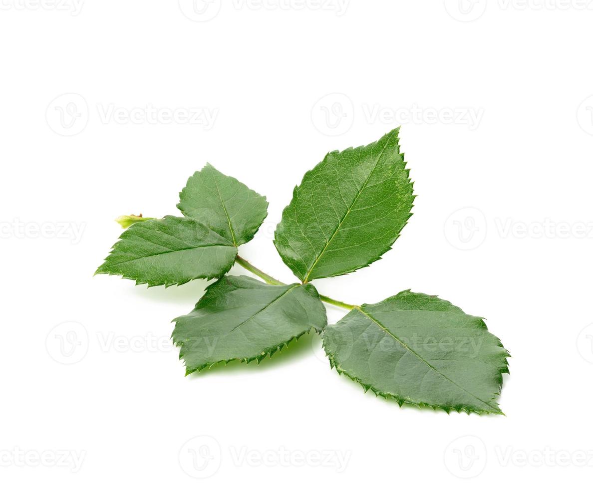 young rose branch with green leaves on a white background photo