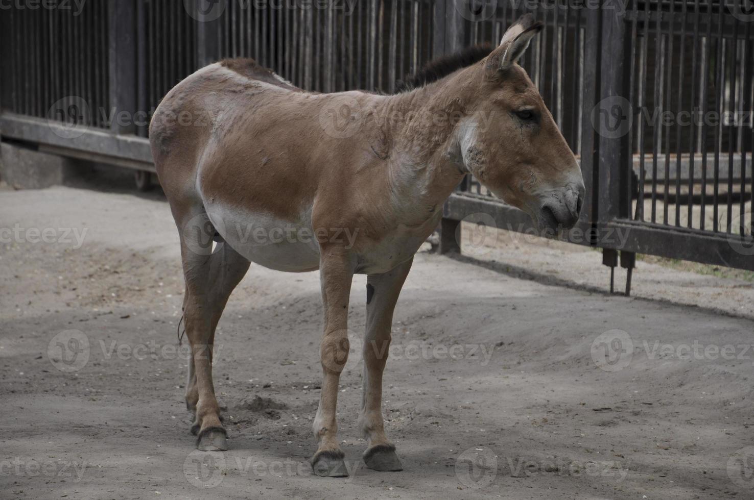 Animal kulan in the zoo photo