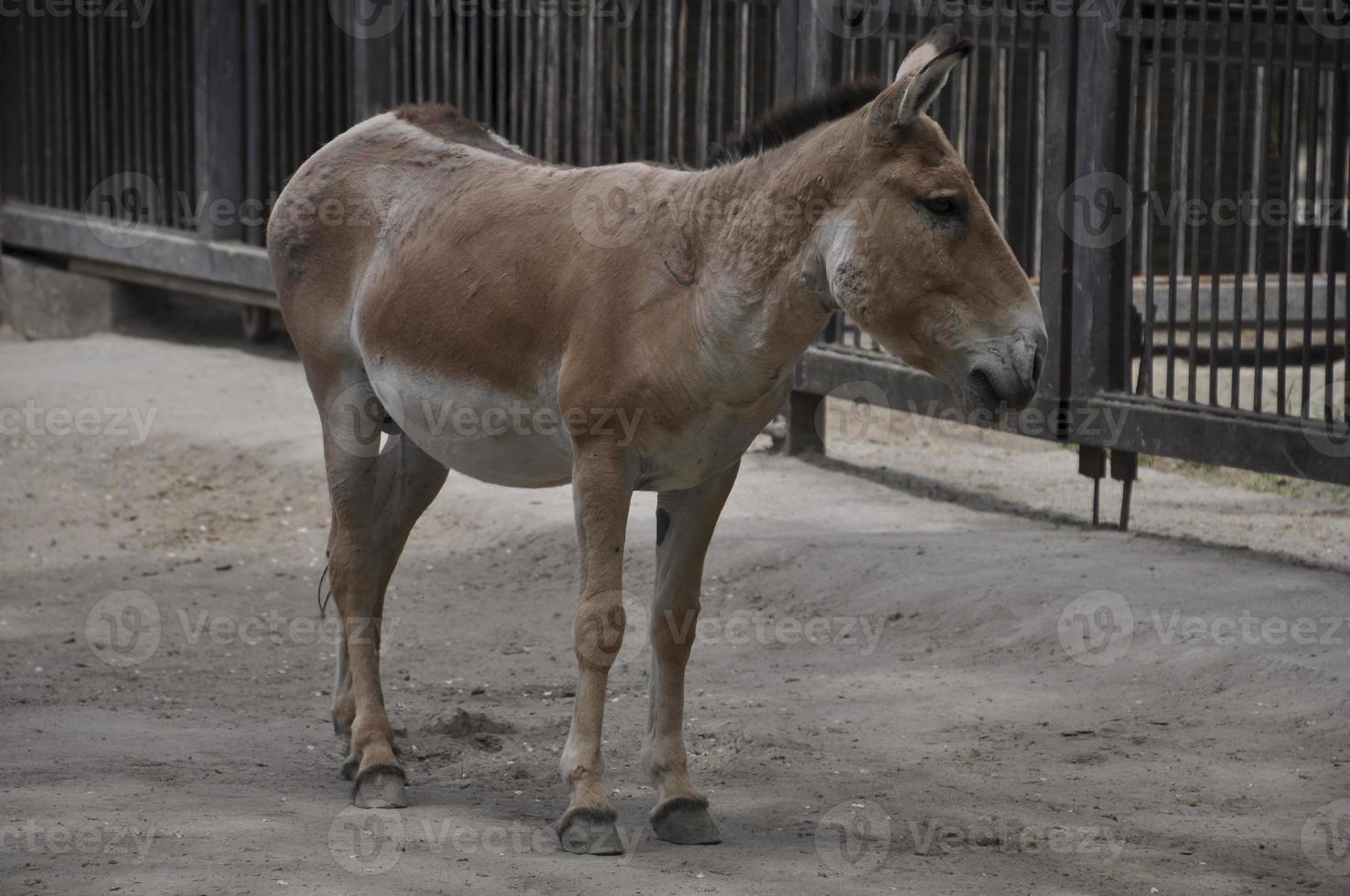 kulan animal en el zoológico foto