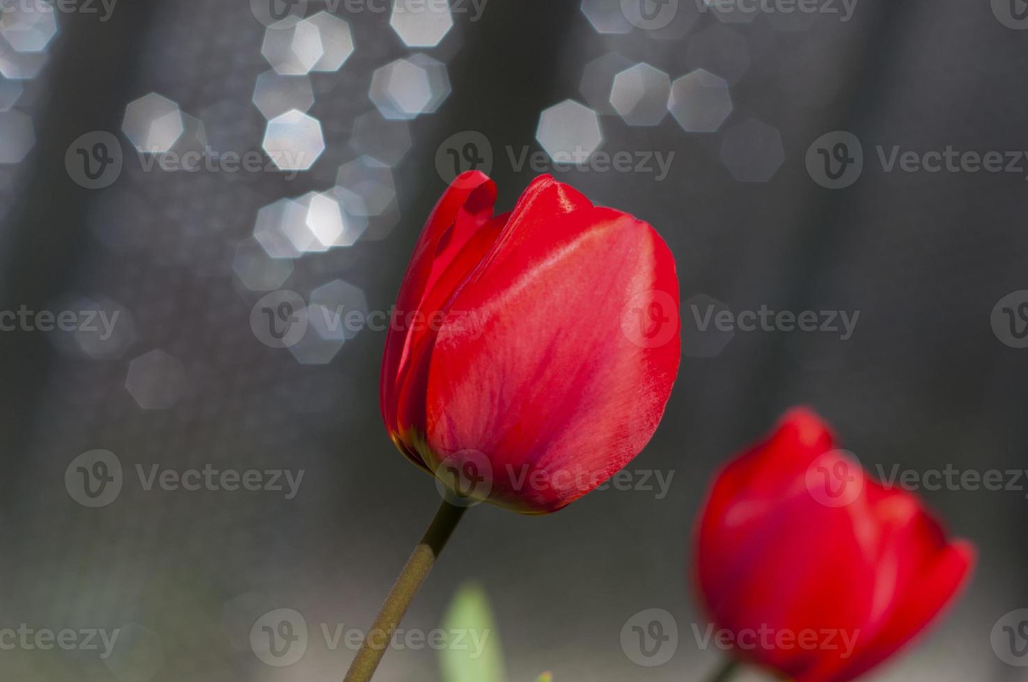 Red tulip , close up photo