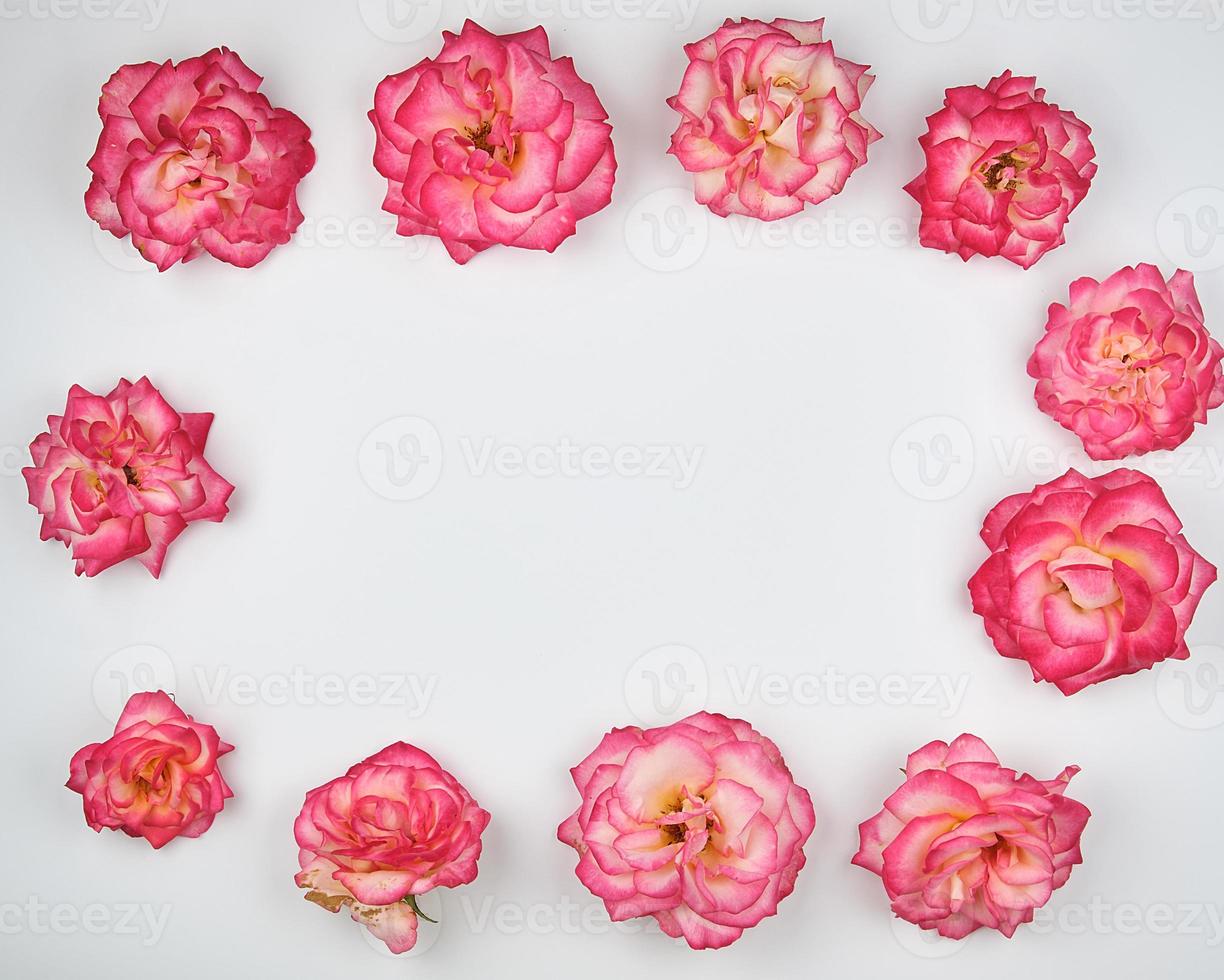 blooming buds of a pink rose are laid out rectangularly photo