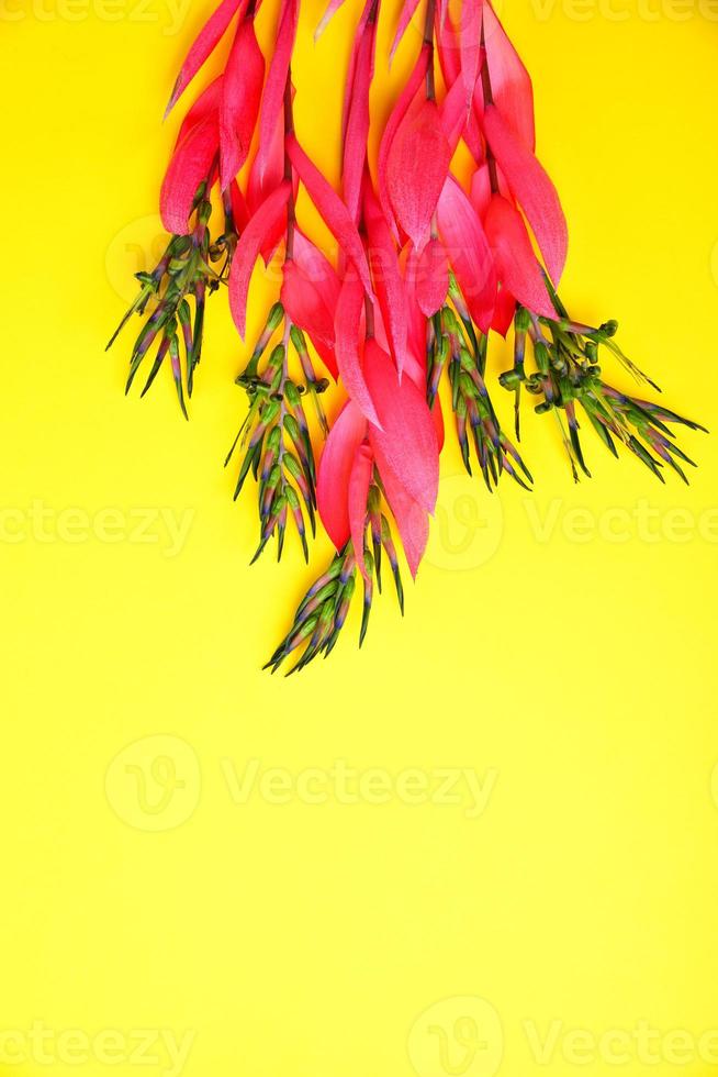 bouquet of pink billbergia on yellow surface photo