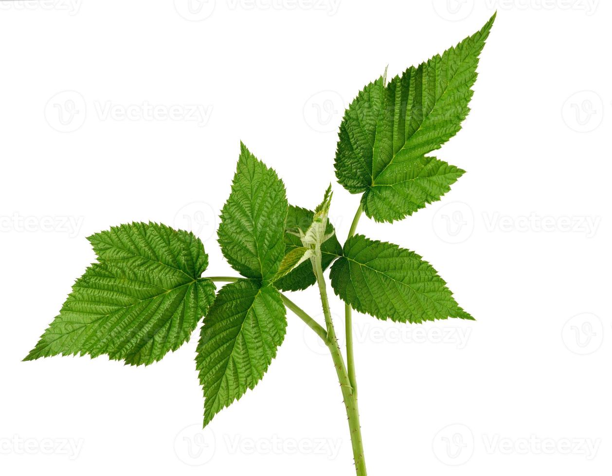 raspberry branch with a green stem and leaves on a white background photo