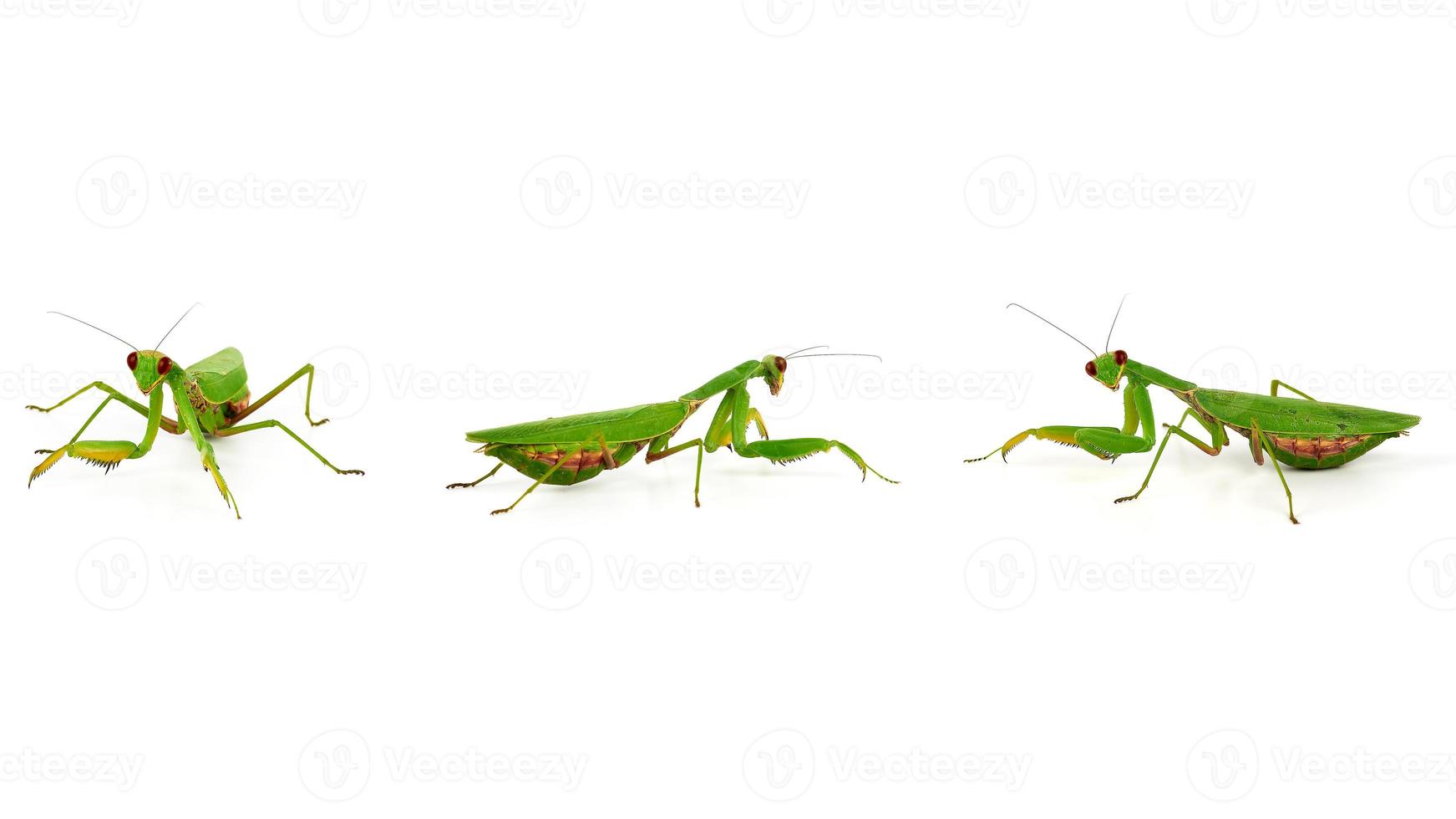three green mantis on a white background, an insect in different poses photo