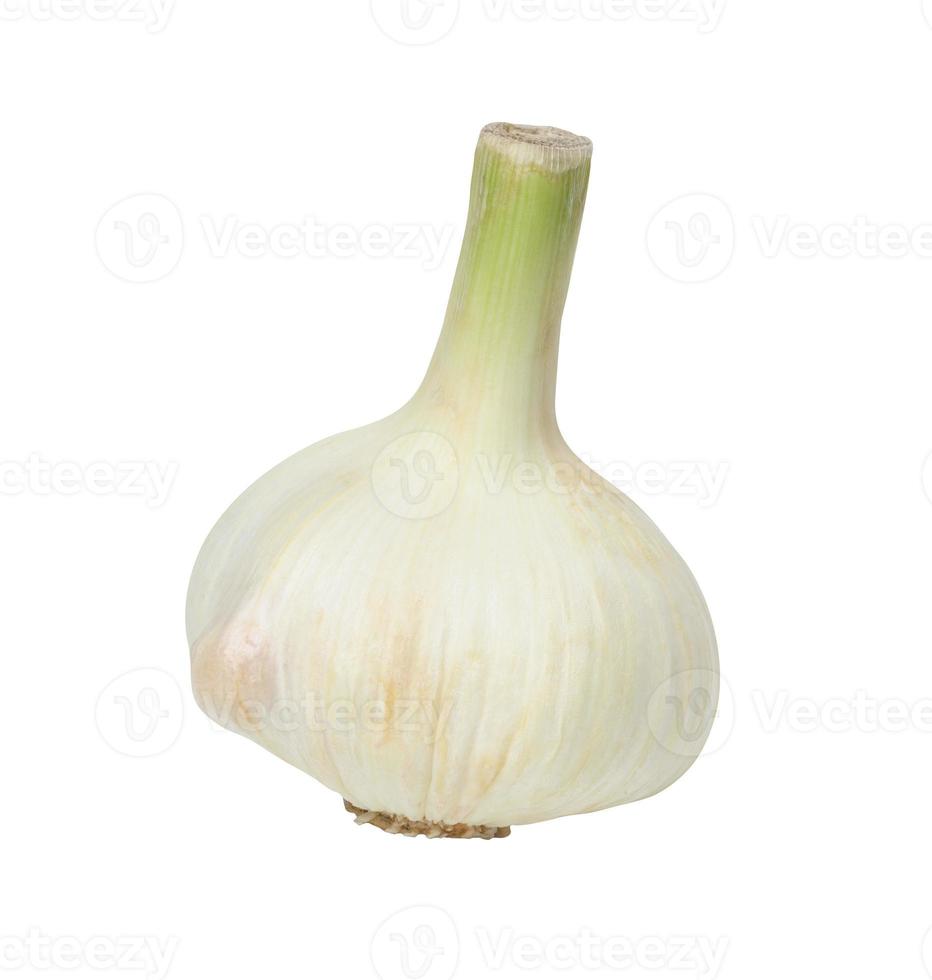 White fresh garlic head isolated on a white background photo