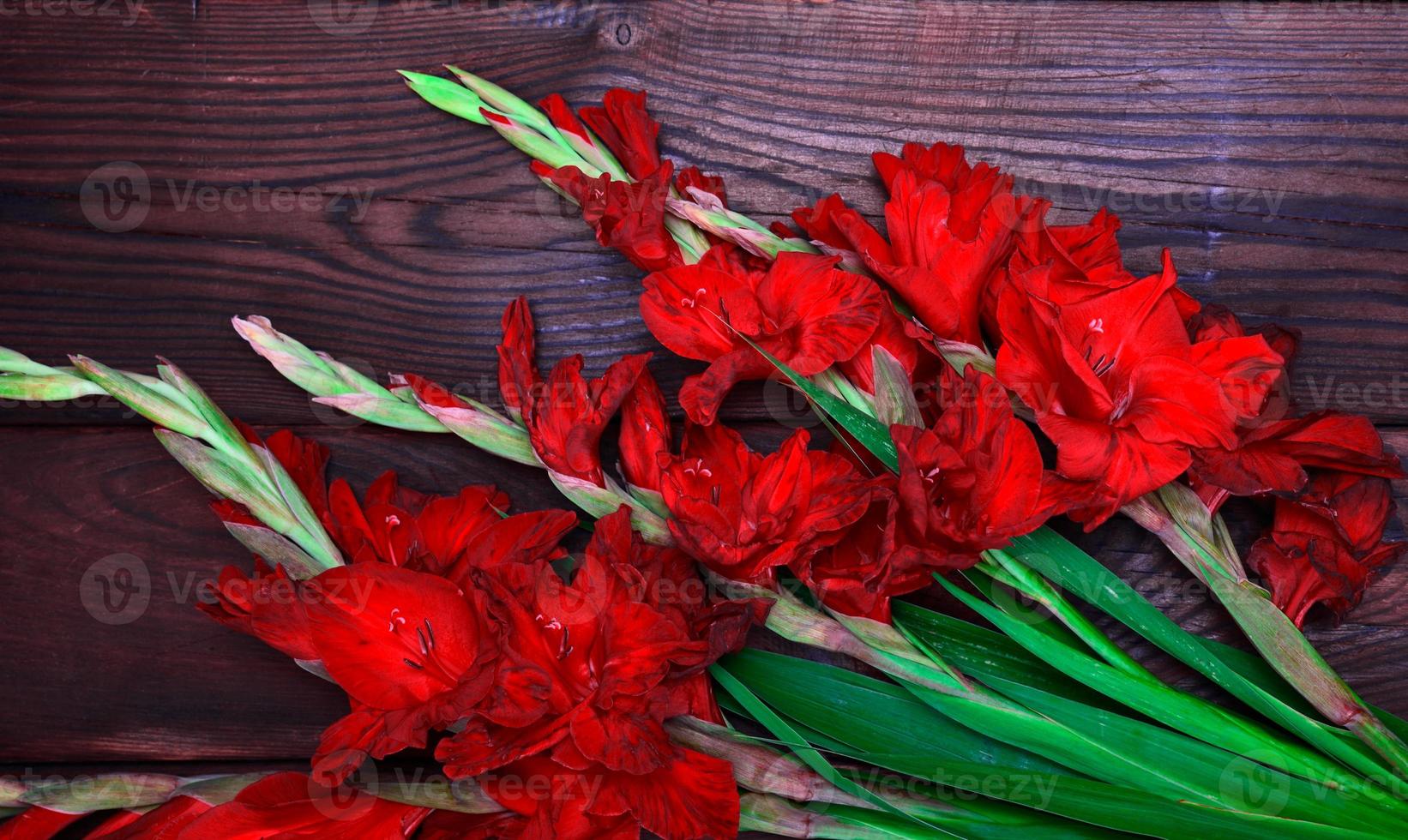 Red blossoming gladiolus photo