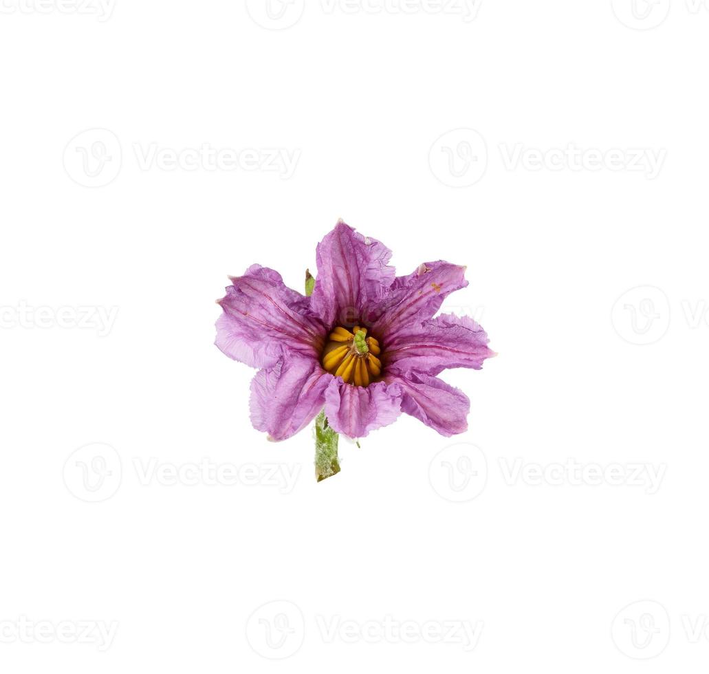 purple blooming eggplant flower isolated on white background 18962667