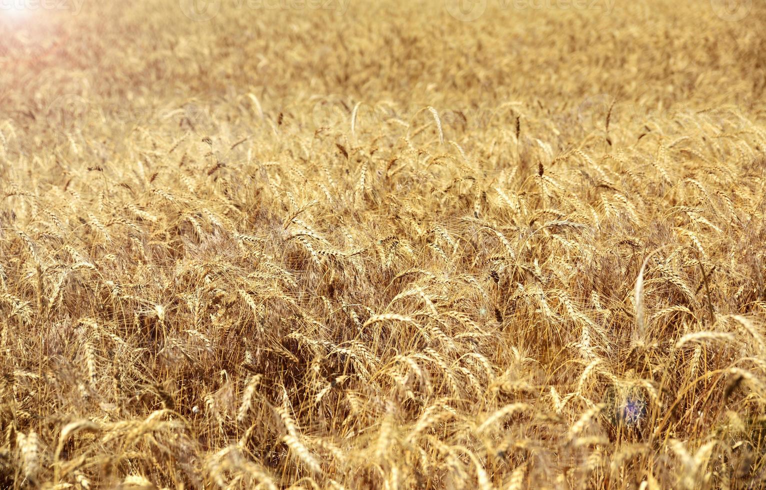 campo de trigo con espigas de trigo maduras foto