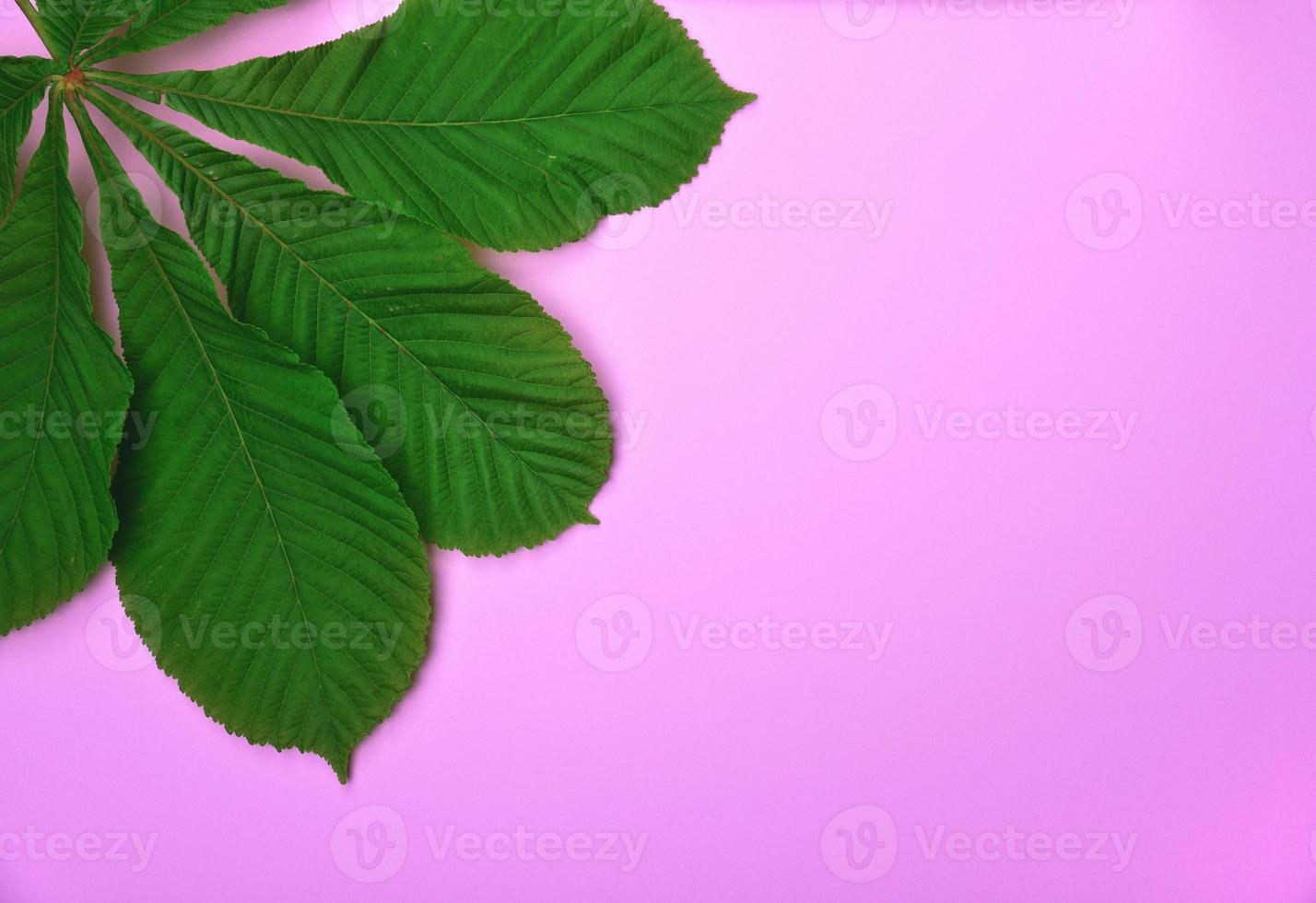 Green leaves of chestnut on a pink surface photo