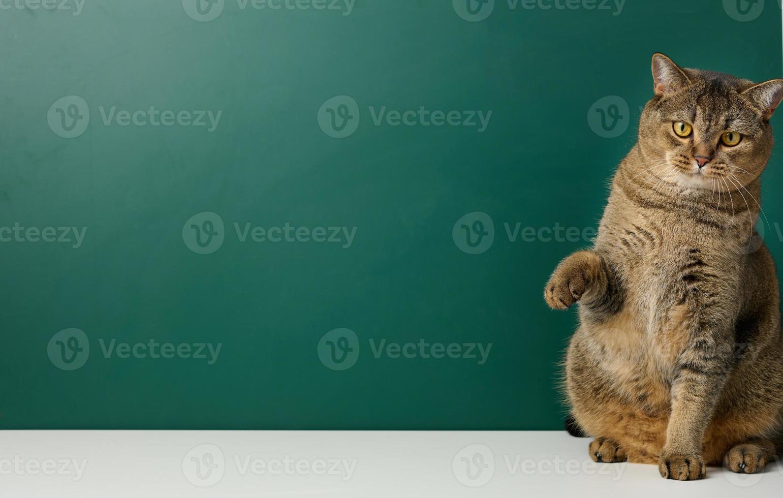 Adult straight-eared Scottish cat on the background of a green chalk board, space for an inscription photo
