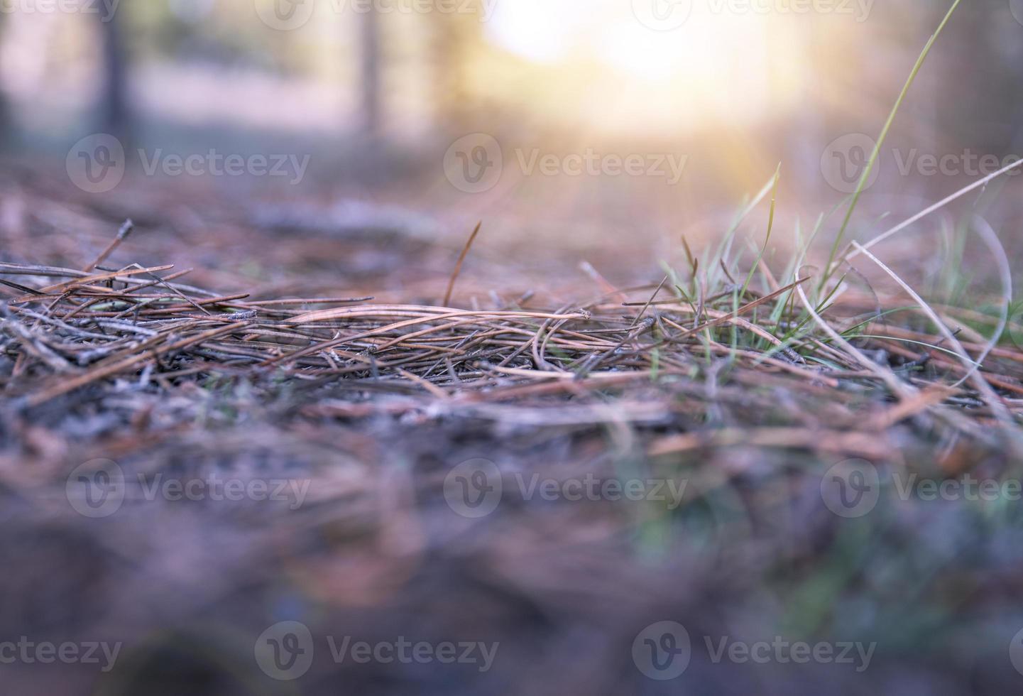 landscape in the forest on an autumn evening photo