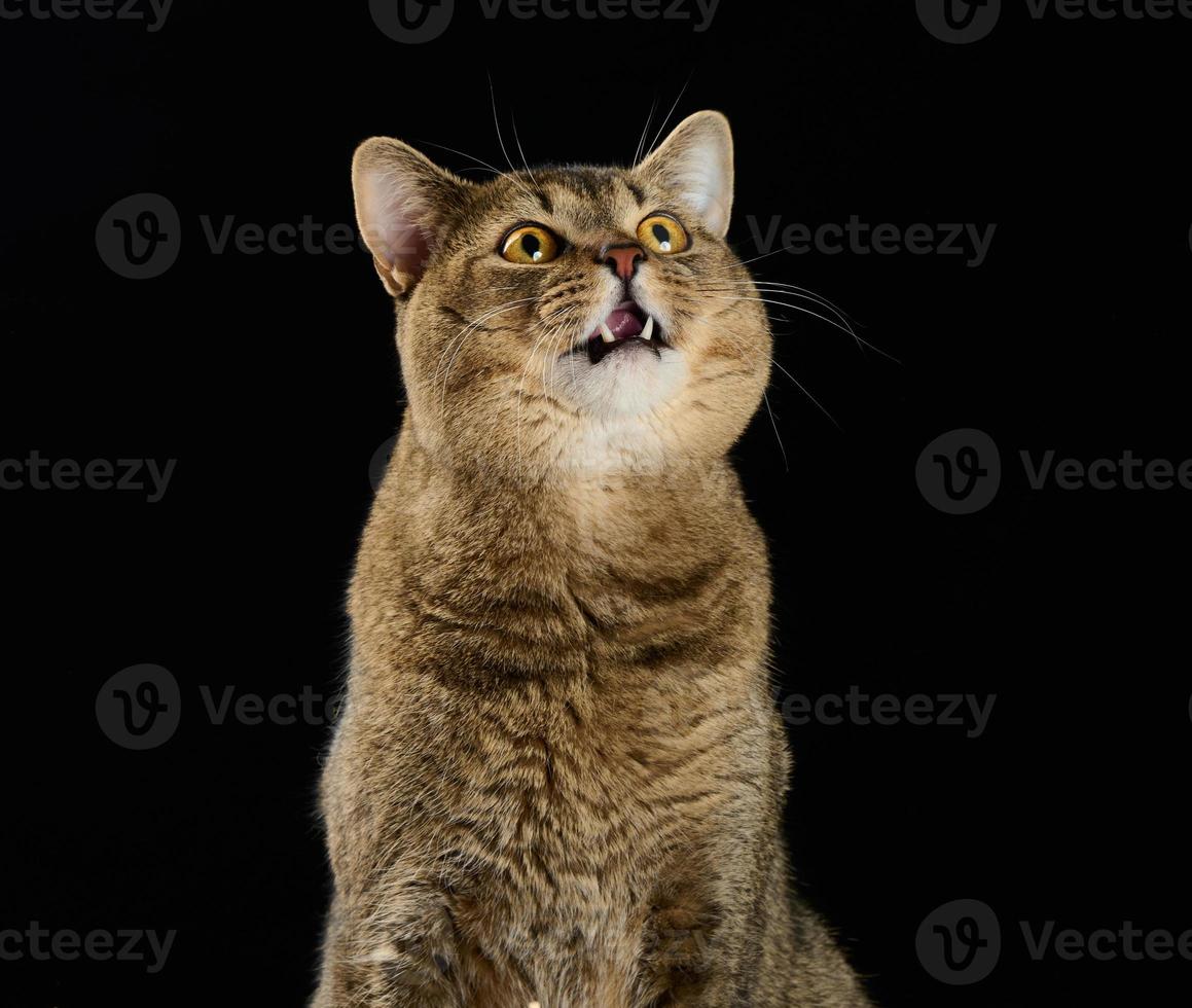 lindo gato gris adulto gato heterosexual escocés se sienta en un fondo negro y mira hacia arriba foto