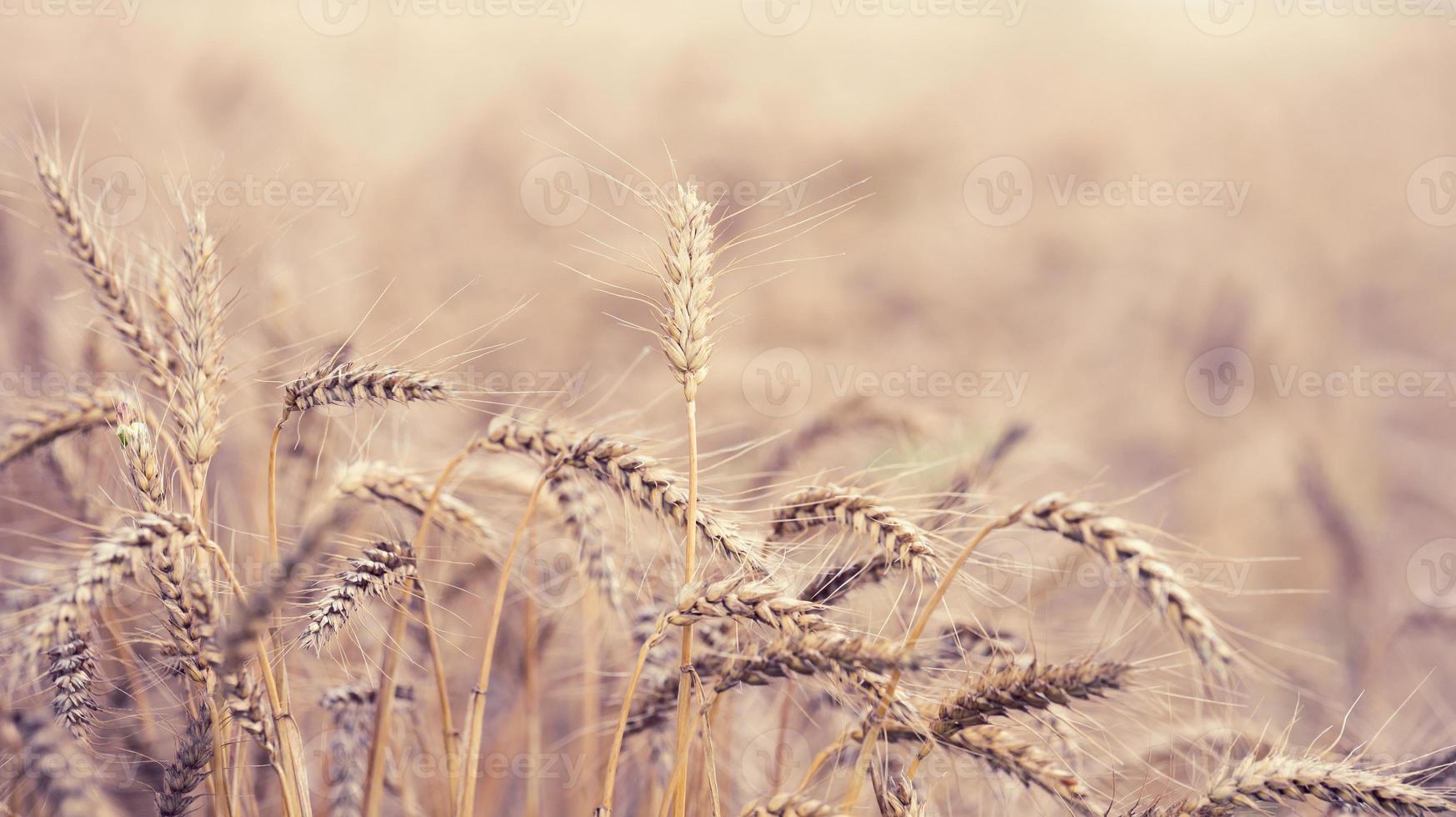 field with yellow ripe ears of wheat on a summer day, selective focus photo