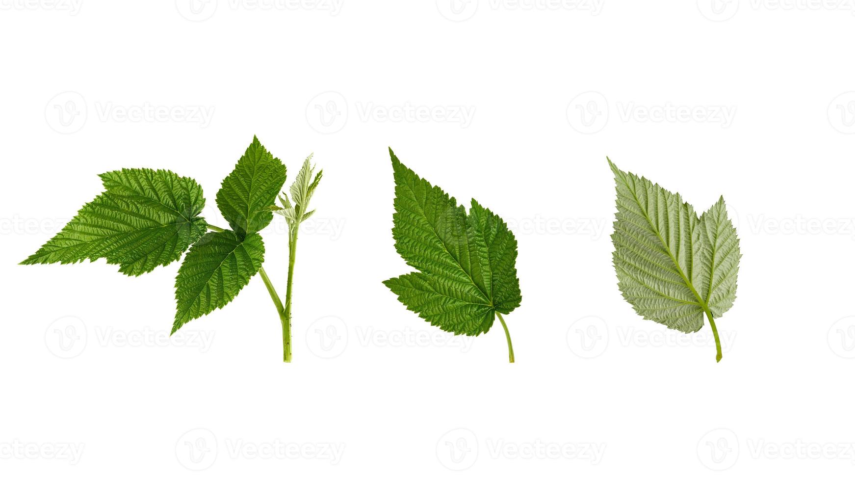 set of fresh green raspberry leaves isolated on a white background photo