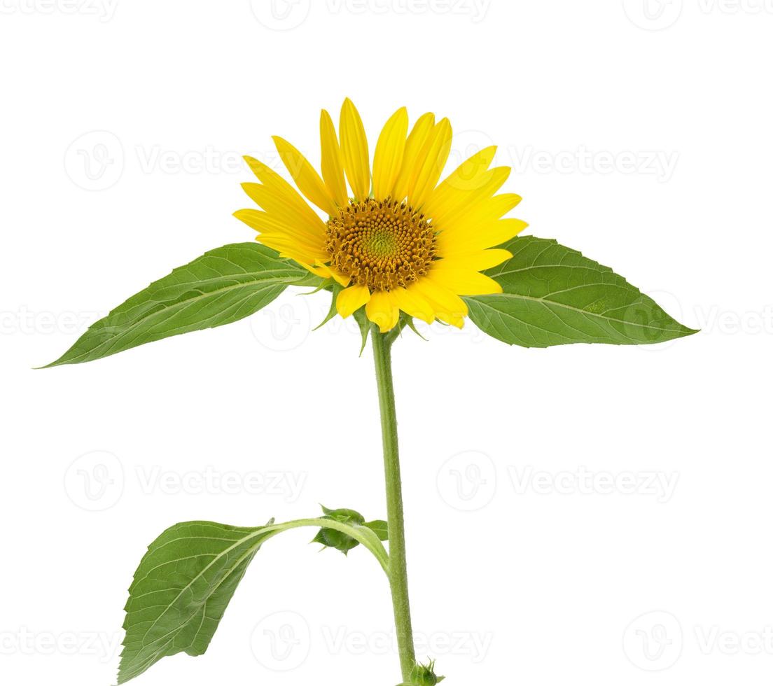 blooming yellow sunflower with green leaves isolated on white background photo