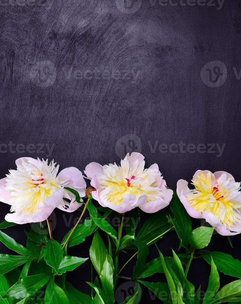 three buds of flowering pions photo