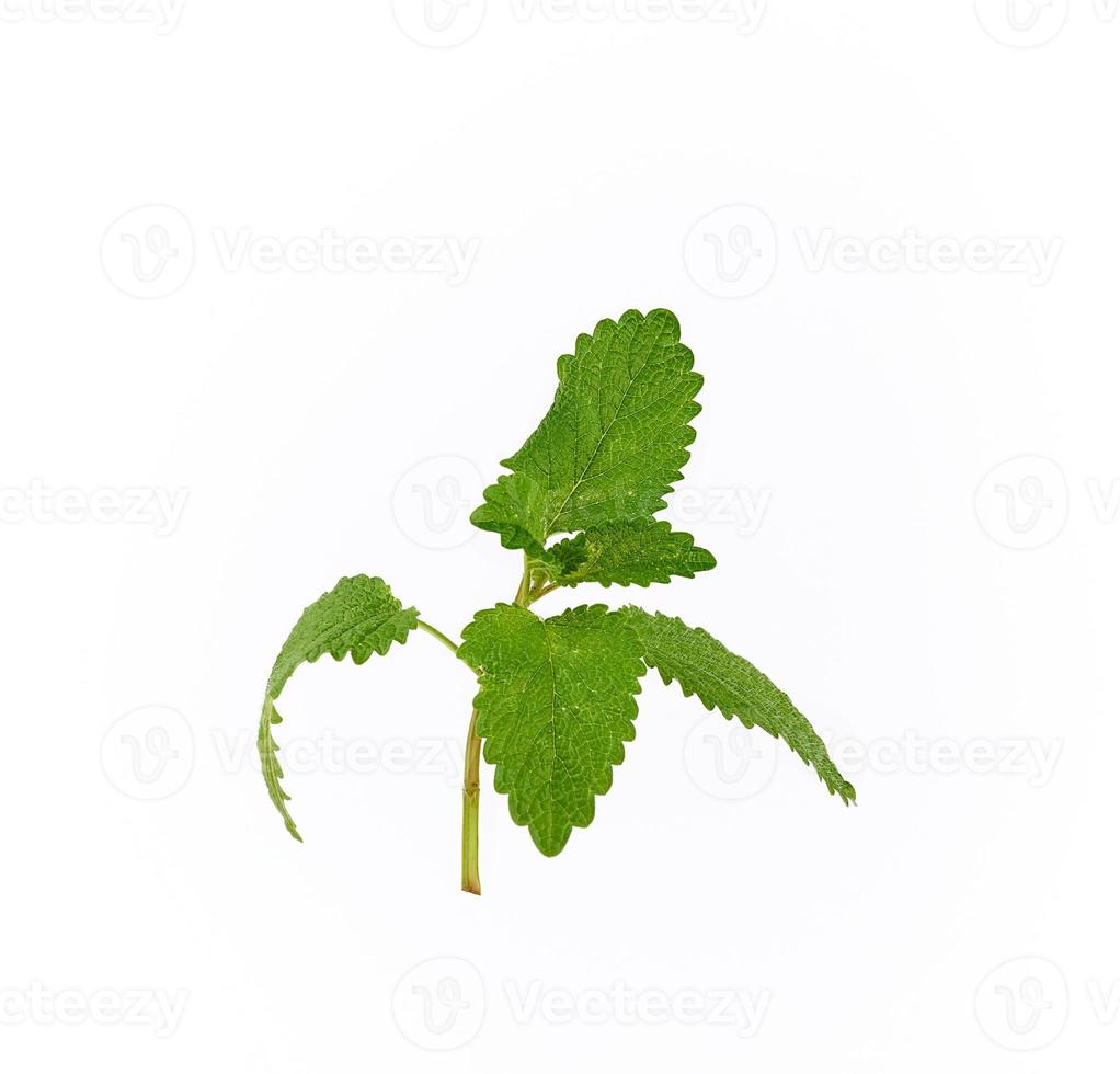 ramita de menta con hojas verdes sobre un fondo blanco foto