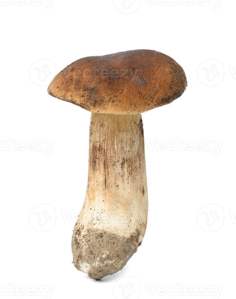 Fresh forest white mushroom with root isolated on a white background photo