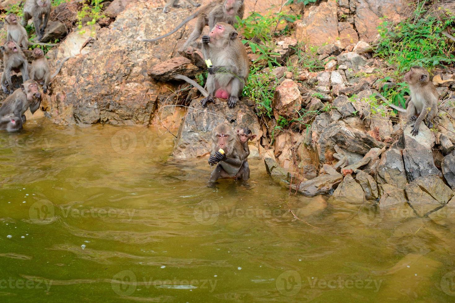The monkey is walking and eating on the rock at reservior. photo