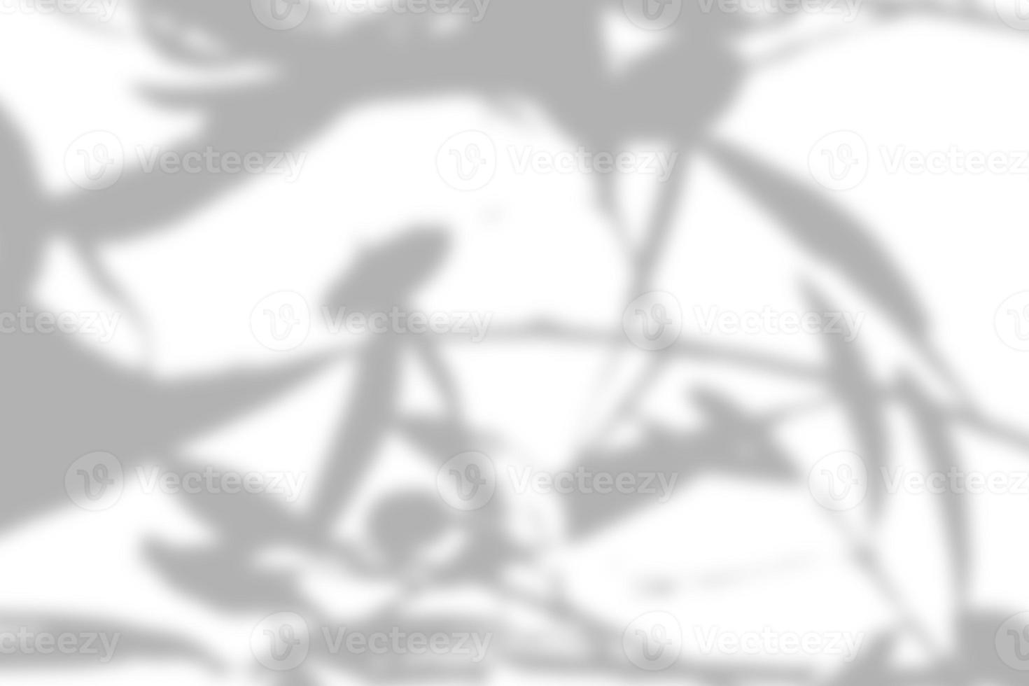 leaf shadow overlay effect. white background with tropical leaves shadows photo