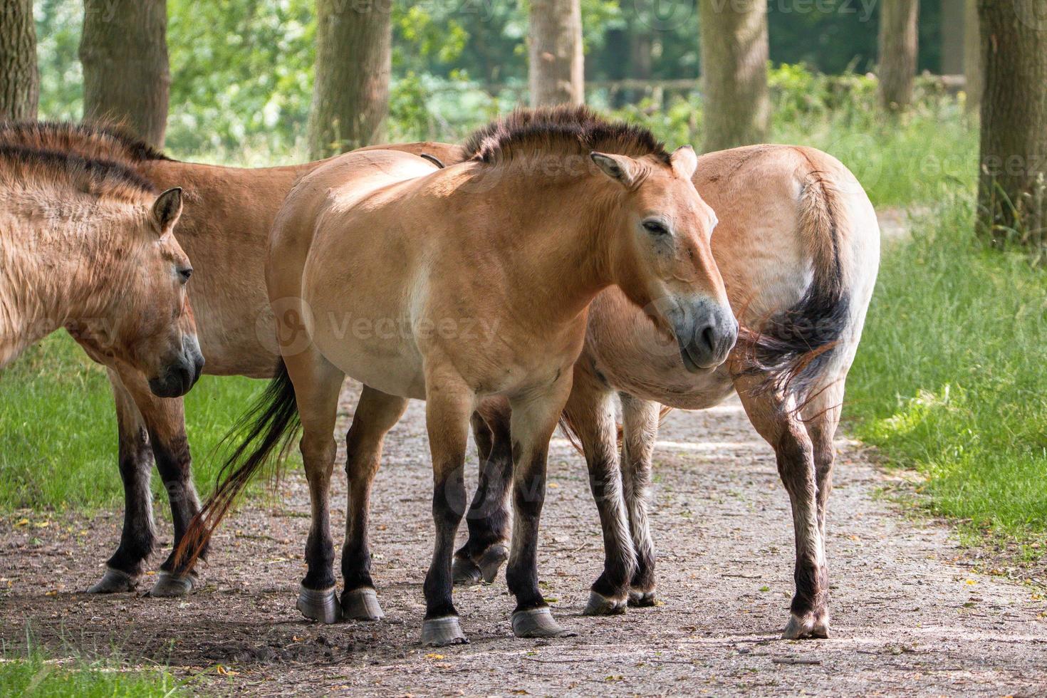 manada de caballos de przewalski parados en una ruta de senderismo en los países bajos foto