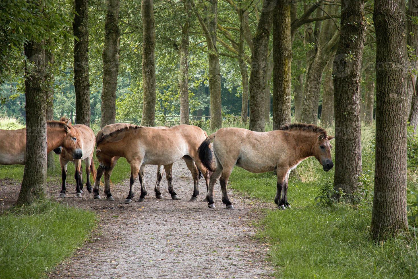 Herd of Przewalski's horses standing on a hiking trail in the Netherlands photo