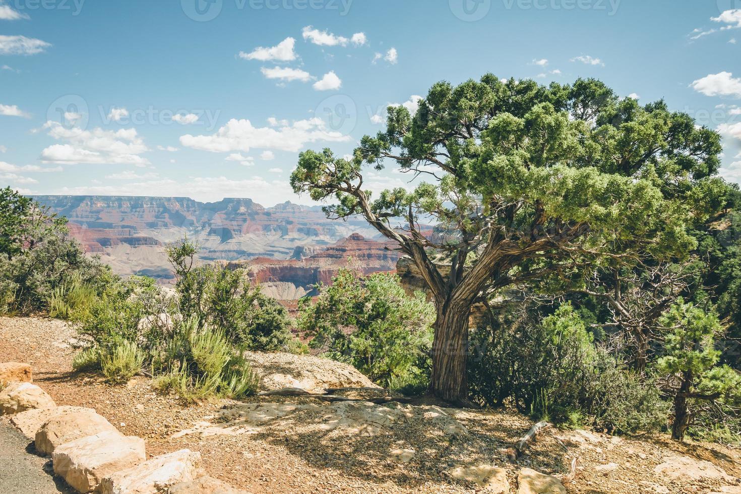 Beautiful tree with Grand Canyon in background photo
