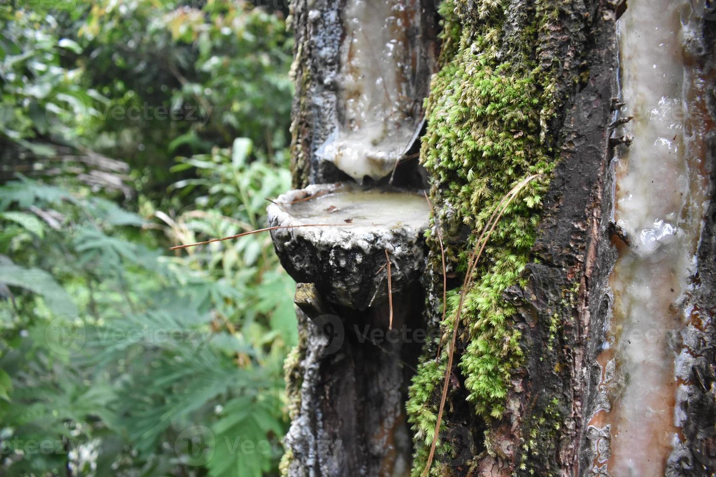 rubber tree with moss in the forest photo