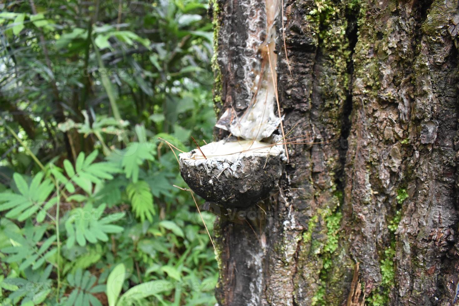 árbol de caucho con musgo en el bosque foto