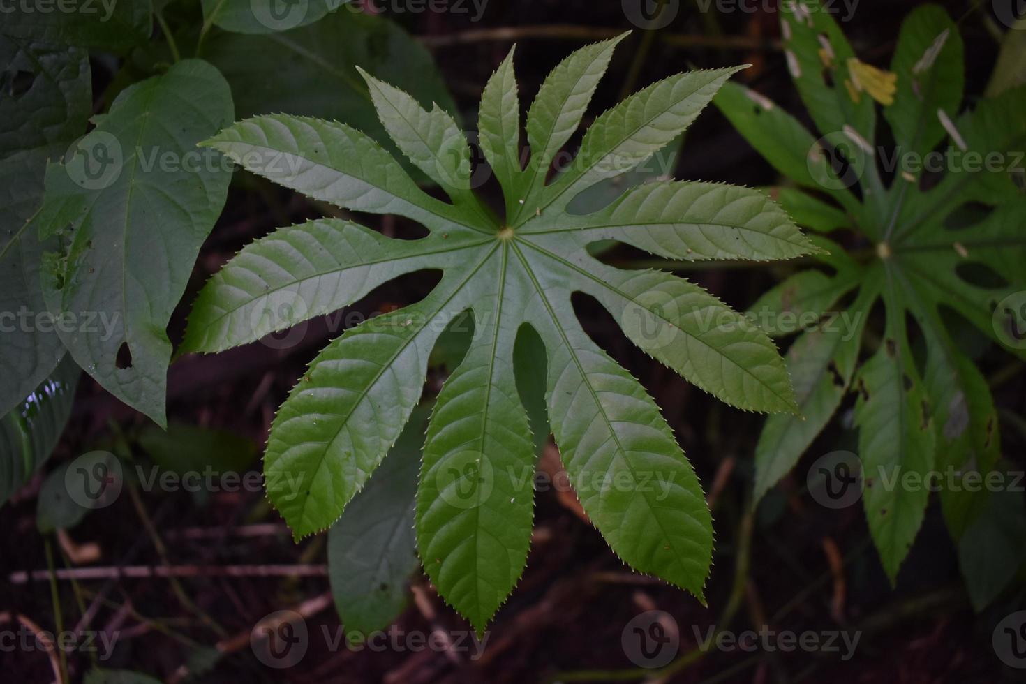 hojas verdes de una planta tropical en la selva tropical del sudeste asiático foto